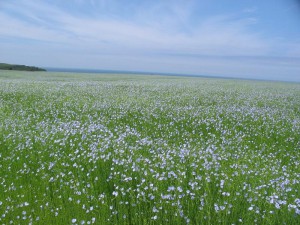 Resines biosourcees